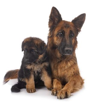 puppy german shepherd and adult in front of white background