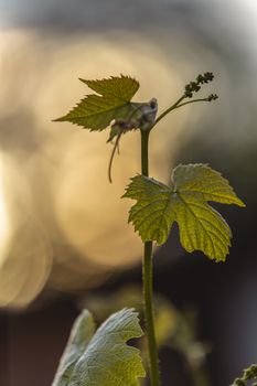 Branch of young grapes on a background of the setting sun, young vine branch. Stunning spring distillery agriculture backdrop