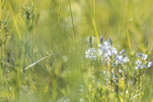 Summer background art with blue flowers and green grass. Sunny day, close up, shallow depths of the field. Meadow with flowers