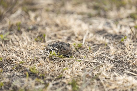 Animal frog garlic toad Pelobates fuscus sitting in the grass. Close up, selective focus, shallow depth of the field