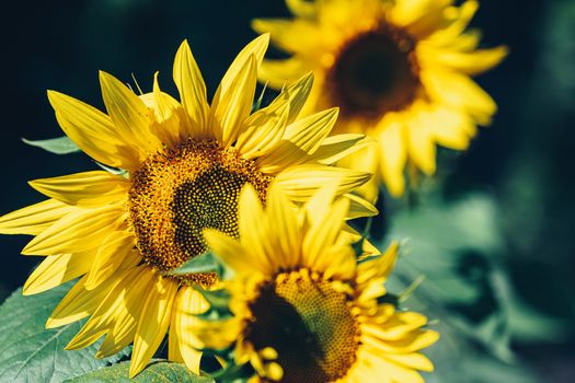 Yellow sunflowers close up. Field of sunflowers, rural landscape.