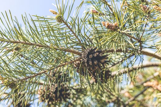 Pine tree with three species pine cones in the spring forest on the blue sky spring background