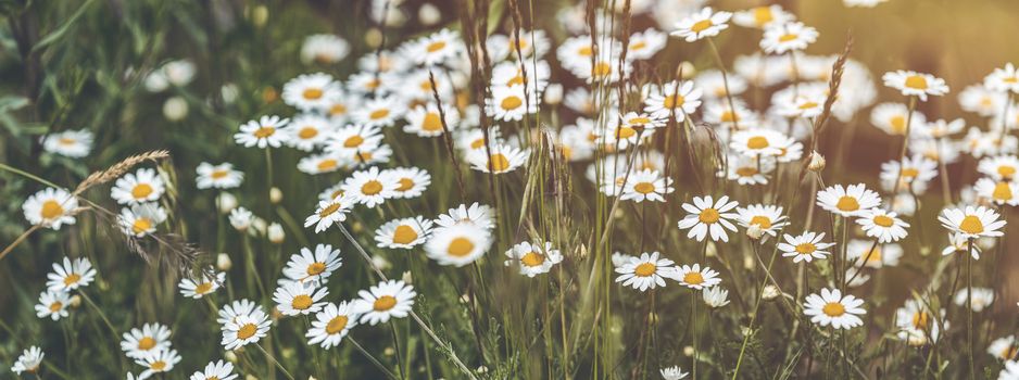 Panoramic view to spring background art with beautiful spring chamomile flowers. Green field with white daisies. Closeup of white spring flowers on the ground