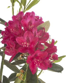 pink Rhododendron in front of white background