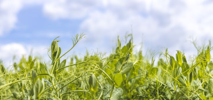 Sprouts of young pea plants grow in rows in a field in the rays of the sun. Stylized shot of green pea shoot sprouts (also known as microgreens) growing showing their leaves and tendrils.