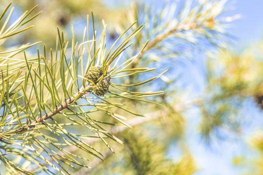 Pine tree with three species pine cones in the spring forest on the blue sky spring background