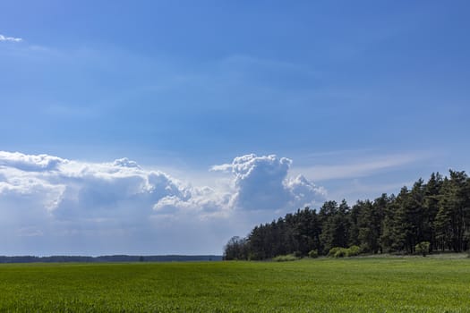 Panoramic view wheat fields under stunning sky background. Beautiful springtime in the countryside.