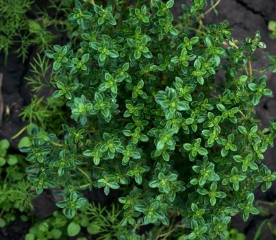 bush of growing thyme with green leaves in the garden, close up, top view