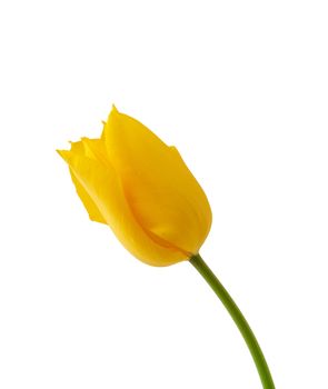 one blooming yellow tulip with green stem isolated on white background, spring flowers, element for the designer