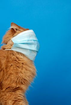adult red fluffy cat sitting in a disposable medical mask on a blue background, concept of preventing an epidemic