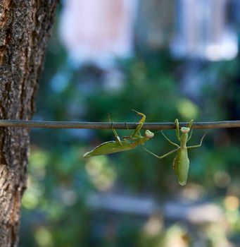 two big green praying mantis on a branch, close up, summer day