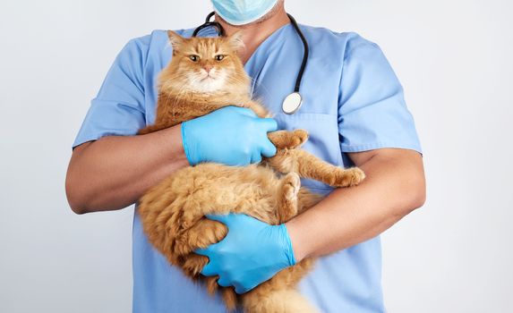 Veterinarian in blue uniform and sterile latex gloves holds and examines a big fluffy red cat, white background