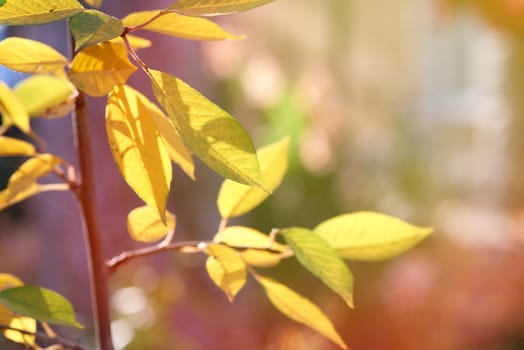 cherry branch with green and yellow leaves in autumn sunny day, selective focus