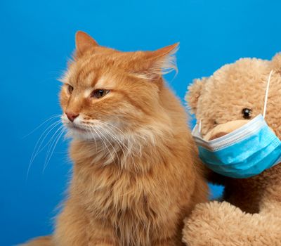 adult fluffy ginger cat and brown teddy bear in a medical mask, blue background