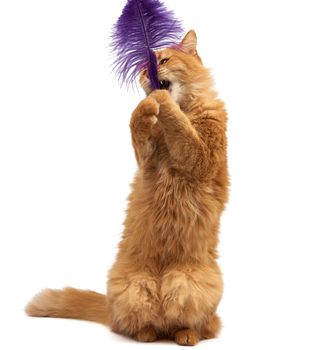 adult ginger fluffy cat plays with a purple feather on a white background, funny, cute animal