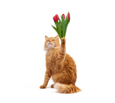 Cute adult fluffy red cat sits and holds in his paw a bouquet of red blooming tulips, animal isolated on a white background. Greeting card for birthday, Valentine's Day.
