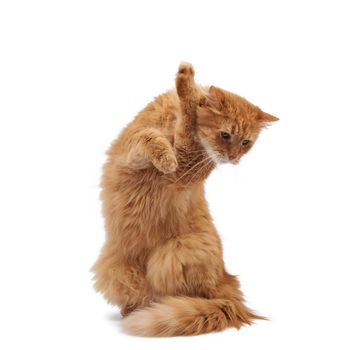 adult fluffy red cat sitting and raised its front paws up, imitation of holding any object, animal isolated on a white background