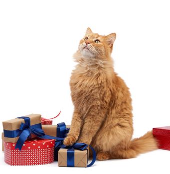 funny adult ginger cat sitting in the middle of boxes wrapped in brown paper and tied with silk ribbon, gifts and an animal on a white background, birthday greeting card, valentines day