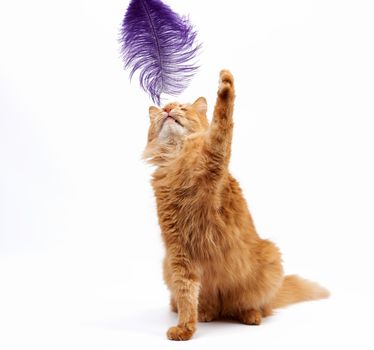 adult ginger fluffy cat plays with a purple feather on a white background, funny, cute animal