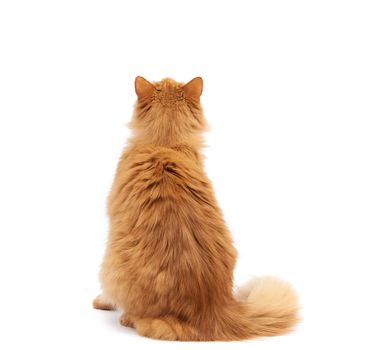 adult fluffy red cat sits with his back, animal is isolated on a white background