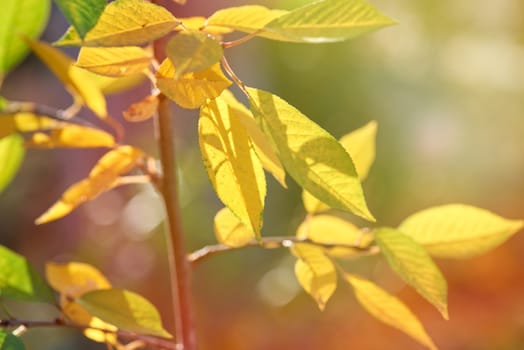 cherry branch with green and yellow leaves in autumn sunny day, selective focus