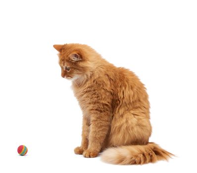 adult fluffy red cat plays with a red ball, cute animal isolated on a white background