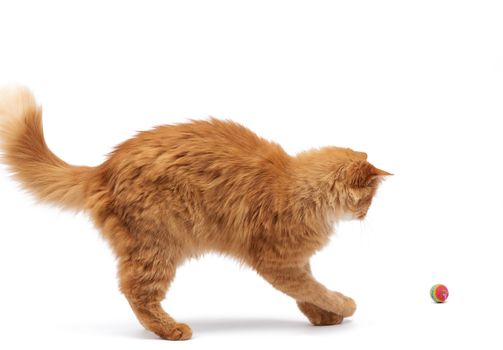 adult fluffy red cat plays with a red ball, cute animal isolated on a white background