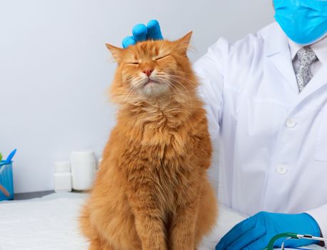doctor in a white medical coat sits at a table and examines an adult fluffy red cat, vet workplace, white background