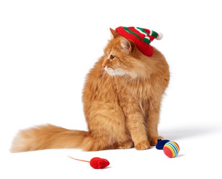 big red fluffy cat sits on an isolated white background in a red hat, next to it are toys for an animal