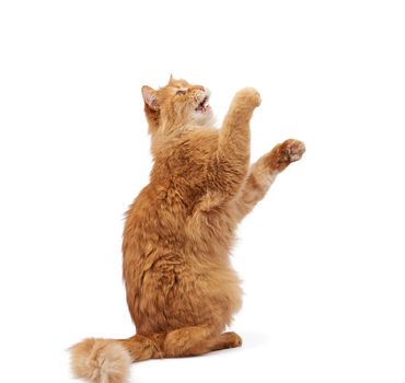 adult ginger fluffy cat raised his front paw up on a white background, cute playful animal, look up and mouth open, teeth visible