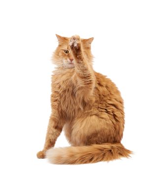 Cute adult fluffy red cat sitting and raised its front paws up, imitation of holding any object, animal isolated on a white background