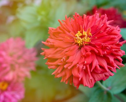 red blooming Zinnia genus of annual and perennial herbs and dwarf shrubs of the Astrov family, selective focus 