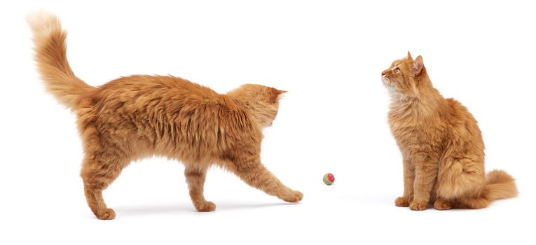 adult fluffy red cat plays with a red ball and cute cat sit and look up, animal isolated on white background
