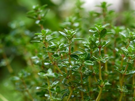 bush of growing thyme with green leaves in the garden, close up