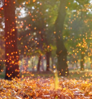 autumn afternoon park with trees and dry golden maple leaves on the ground, beautiful landscape, Ukraine