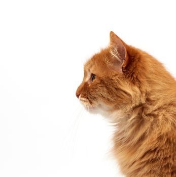 profile of an adult ginger fluffy cat with a large mustache on a white background, close up