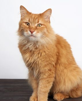 portrait of an adult ginger cat on a white background, animal is looking at the camera