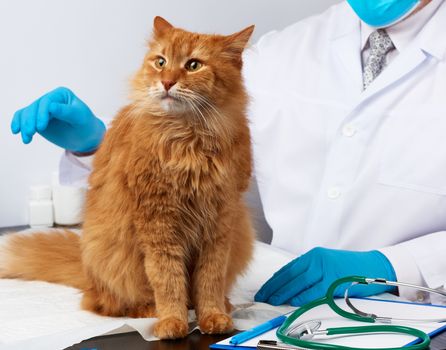 veterinarian man in a white medical coat and blue sterile gloves sits at a table and examines an adult fluffy red cat, vet workplace, white background