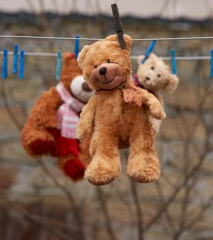 cute brown wet teddy bear hanging on a clothesline and drying, close up