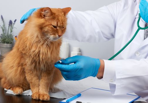 veterinarian man in a white medical coat and blue sterile gloves sits at a table and examines an adult fluffy red cat, vet workplace, white background