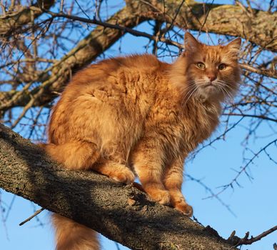 adult fluffy red cat sits on a tree branch, sunny day