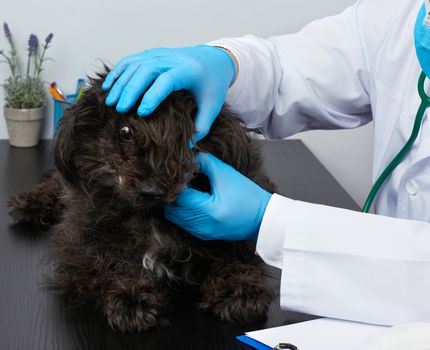 veterinarian man in a white medical coat and blue sterile gloves sits at a table and conducts a medical examination of a black fluffy dog, vet workplace, white background