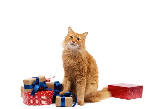 funny adult ginger cat sitting in the middle of boxes wrapped in brown paper and tied with silk ribbon, gifts and an animal on a white background, birthday greeting card, valentines day