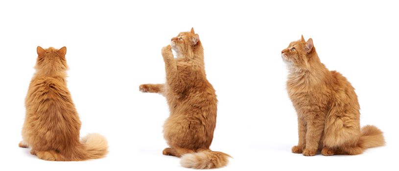 adult fluffy red cat sits on its hind legs, front paws pulls up, animal sits sideways, back and isolated on a white background