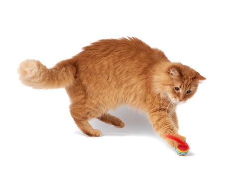 adult fluffy red cat plays with a red ball, cute animal isolated on a white background
