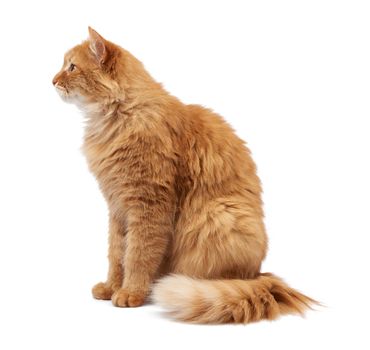 adult fluffy red cat sits sideways, cute face, animal isolated on white background, close up