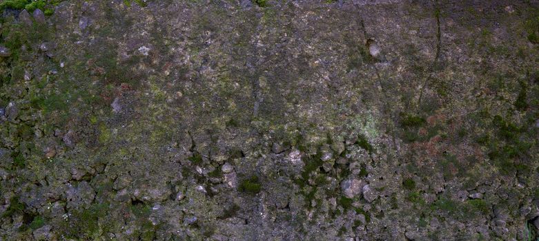 texture of a gray cement wall with green moss, full frame, element for a designer