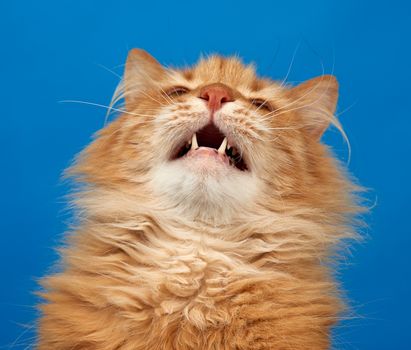 portrait of adult ginger fluffy cat on a blue background, looking up with open mouth