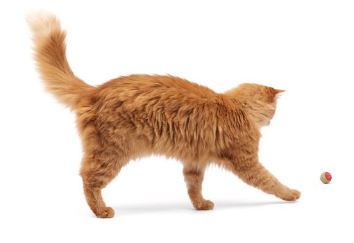 adult fluffy red cat plays with a red ball on a white background, cute animal isolated on a white background