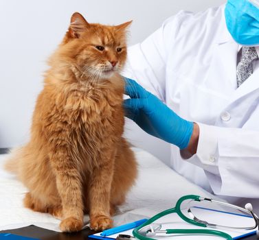 doctor in a white medical coat sits at a table and examines an adult fluffy red cat, vet workplace, white background